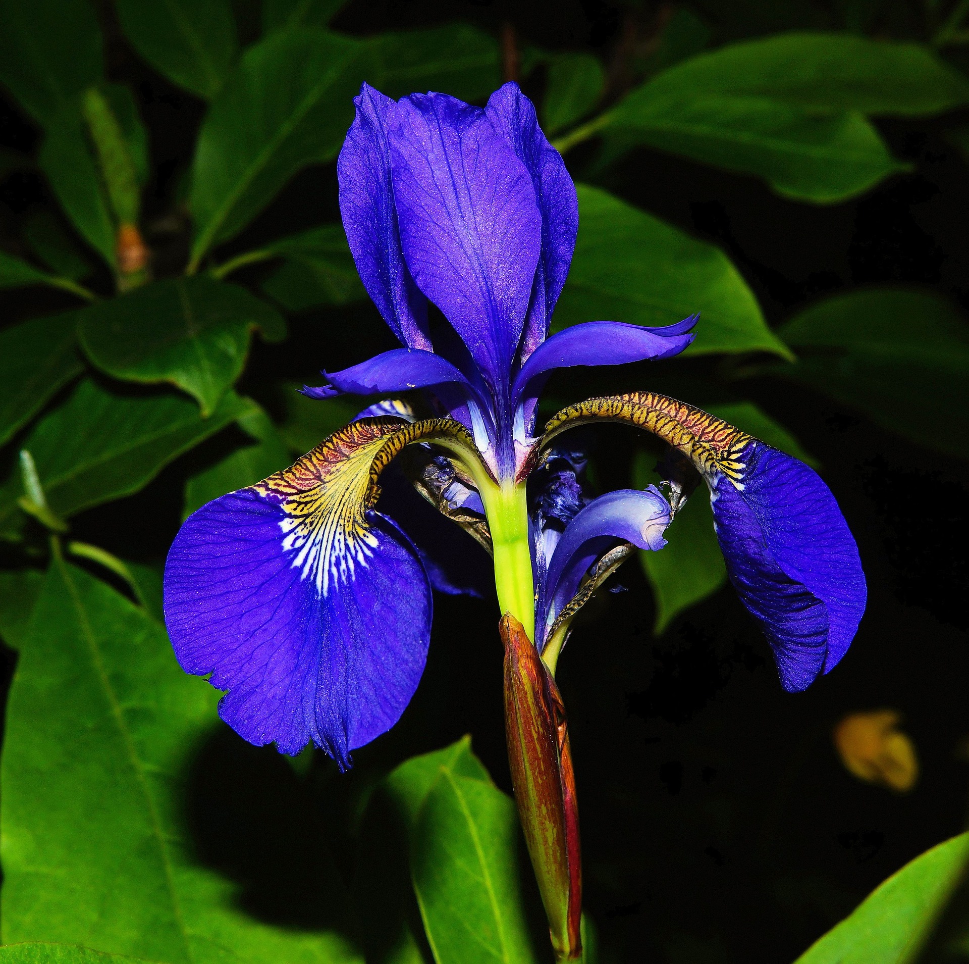photographie de Iris versicolor